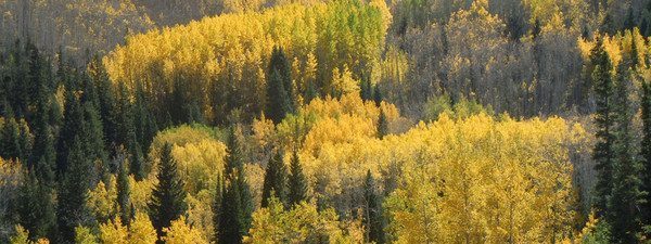 Hike Maroon Bells for fantastic fall color- Aspen Snowmass