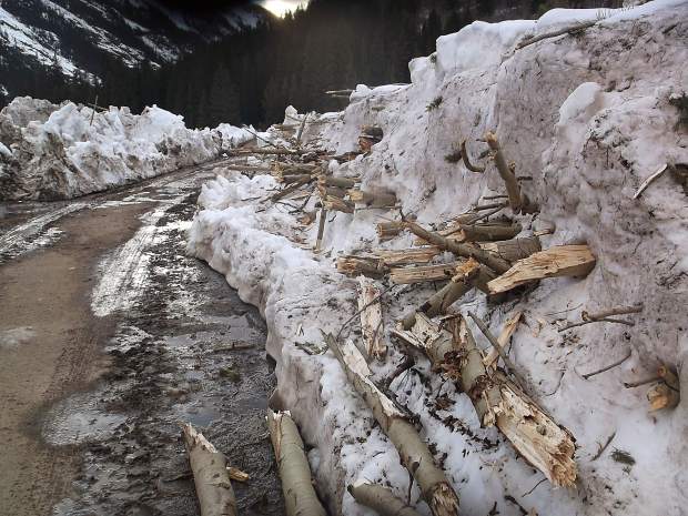 Aspen tree limbs downed by an avalanche protrude from the snowbank after the plowing of Lincoln Creek Road.
