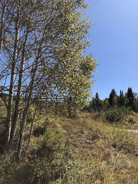 Travelers have noticed that some aspen leaves are turning a sickly brown color and dropping off trees in pockets of national forest in Colorado this year. That was the case with this tree Saturday on Kebler Pass.