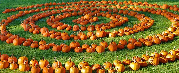 pumpkin patch web 1